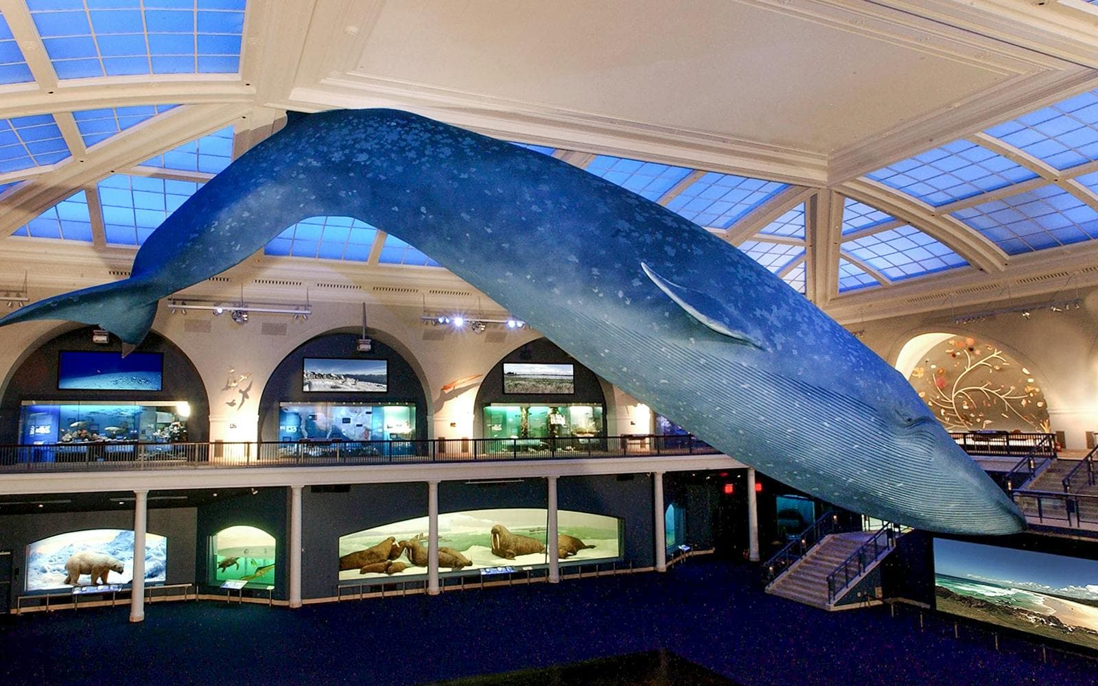 American Museum of Natural History Tickets - image 5
