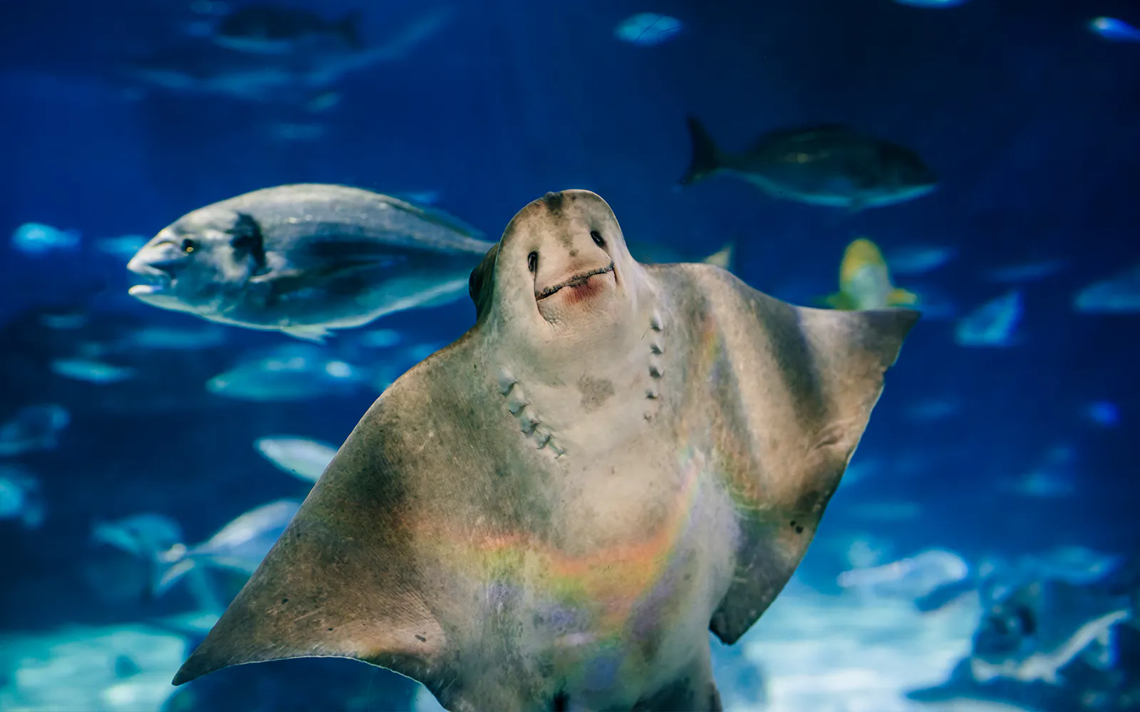 Barcelona Aquarium Skip-the-Line Tickets - image 7