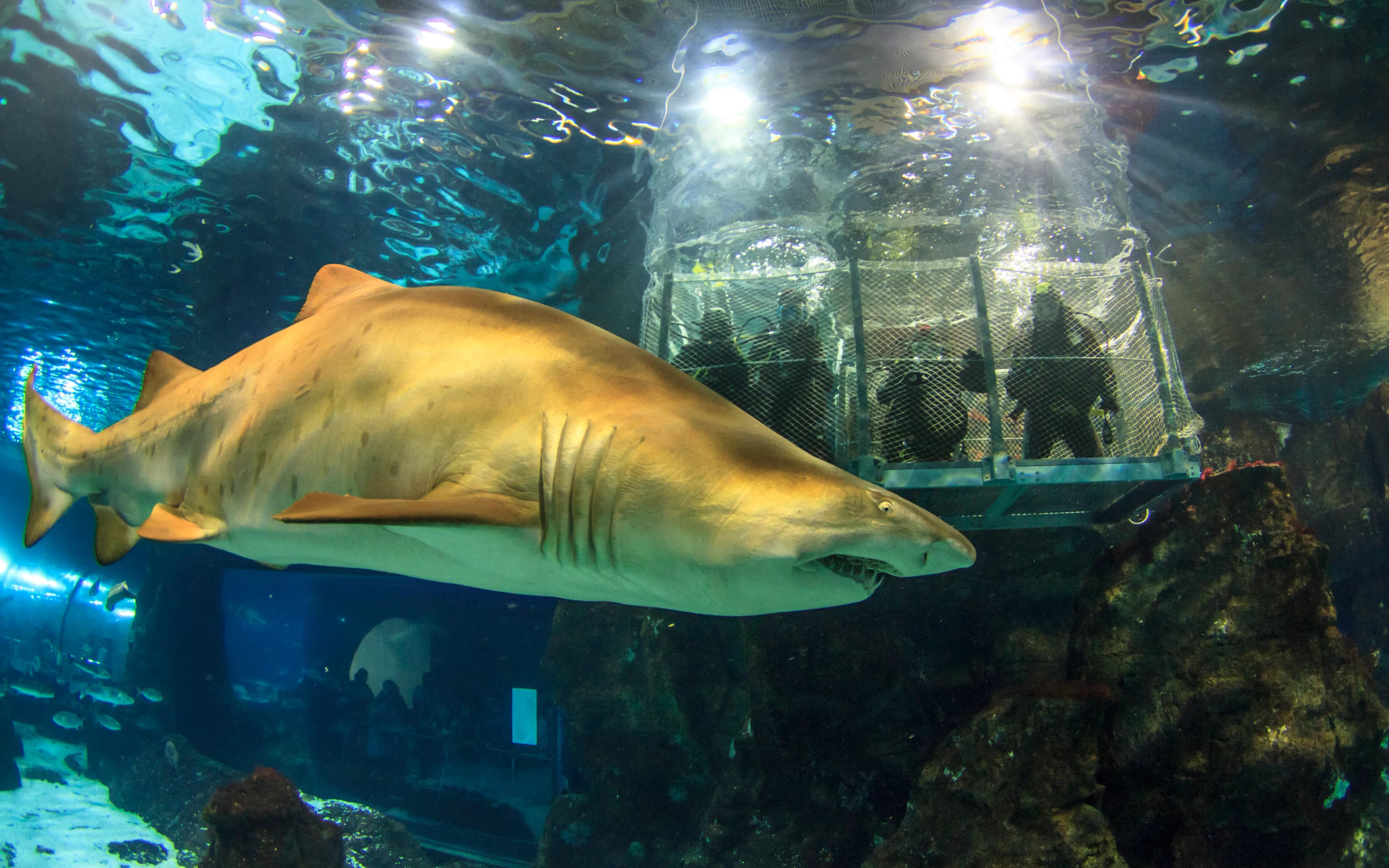 Barcelona Aquarium Skip-the-Line Tickets - image 3
