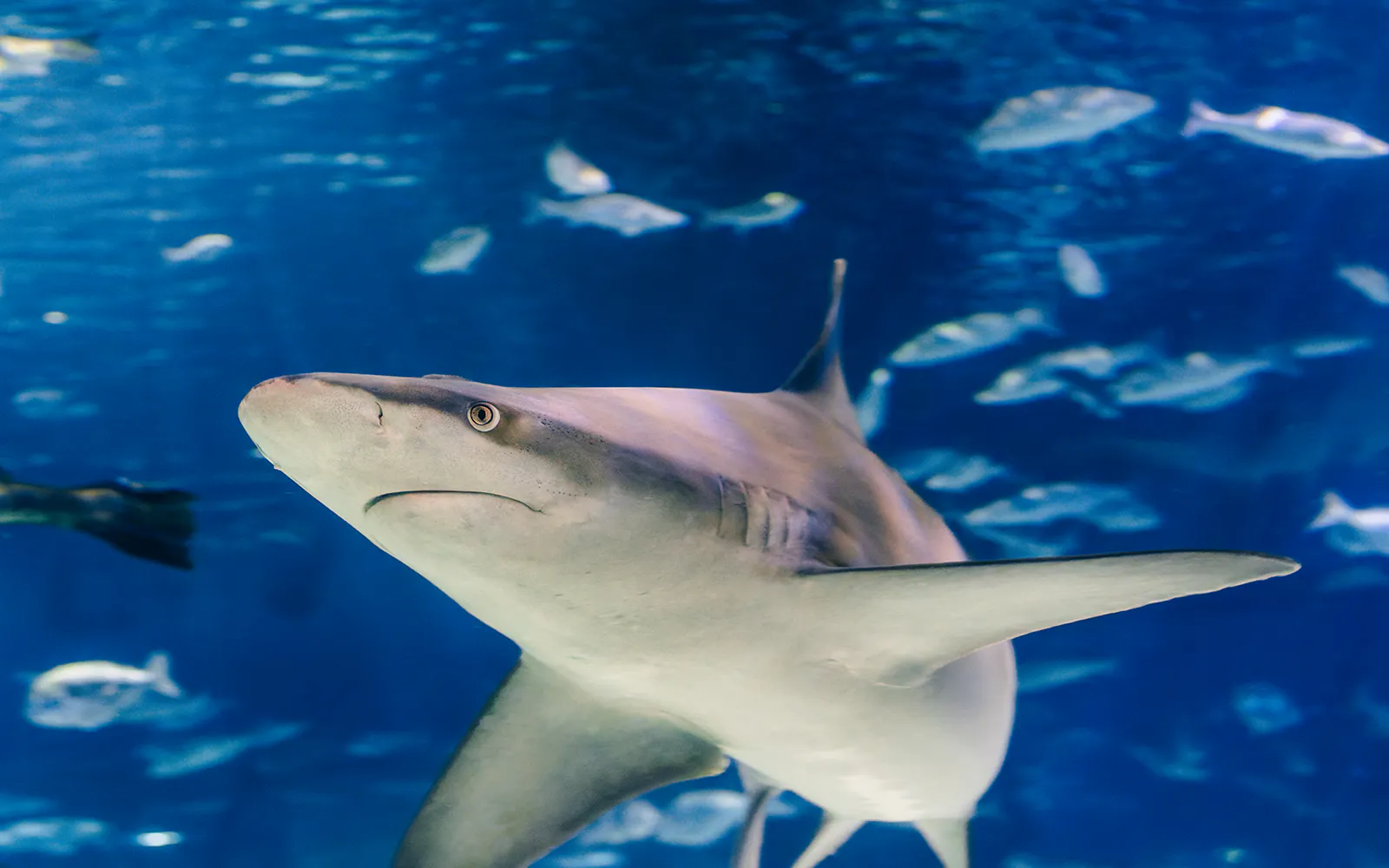 Barcelona Aquarium Skip-the-Line Tickets - image 4