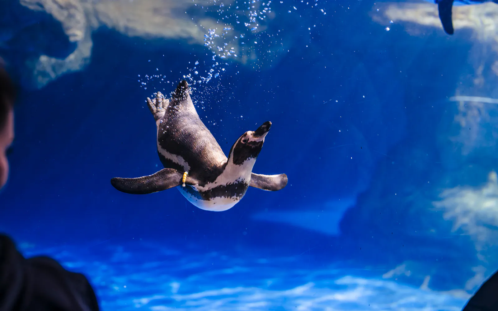 Barcelona Aquarium Skip-the-Line Tickets - image 8